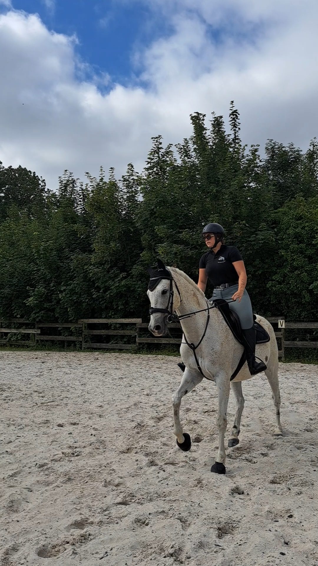 Travail à pied du cheval en liberté dans la carrière