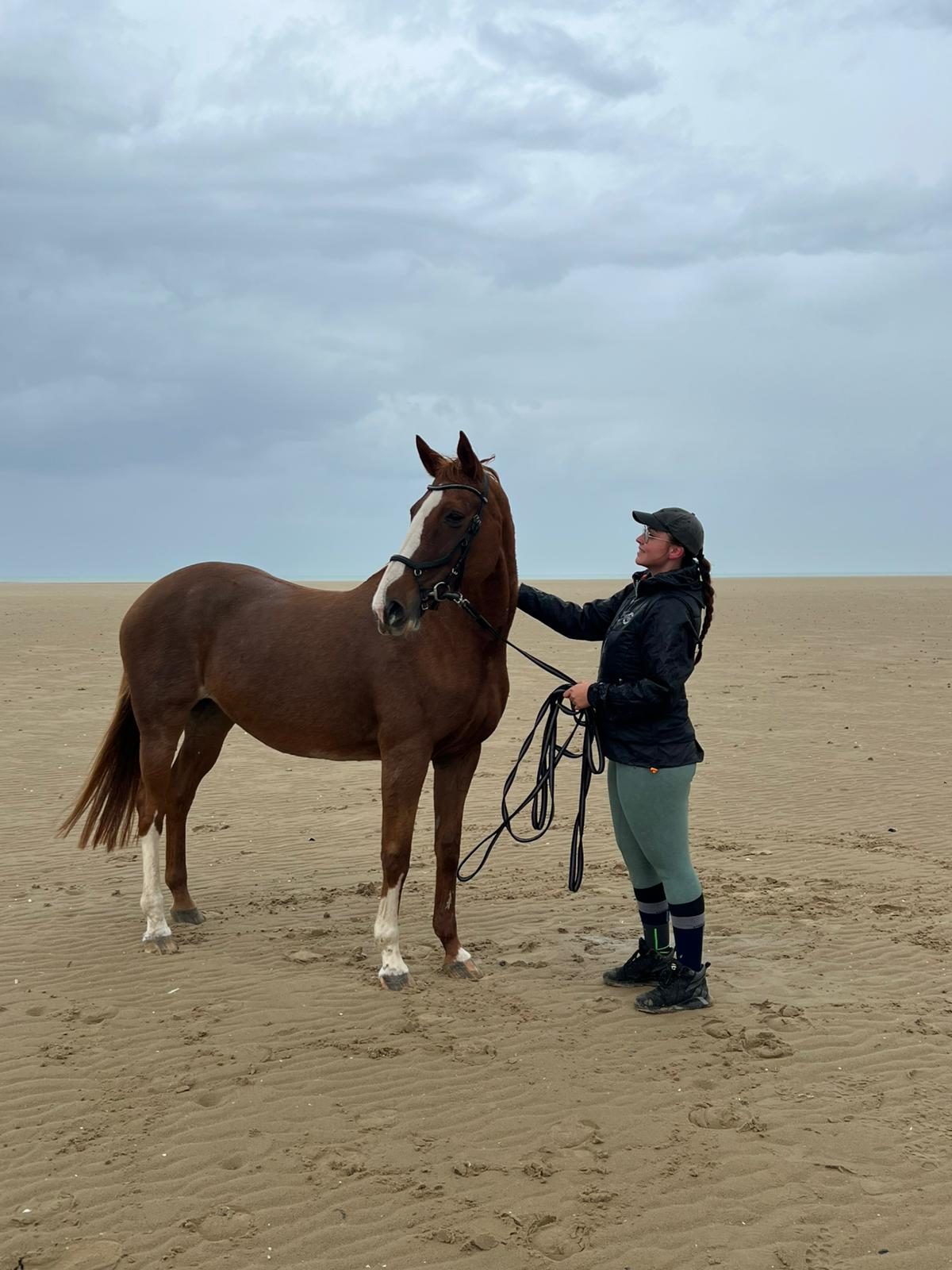 Cheval à l’attache prêt pour les soins et le pansage