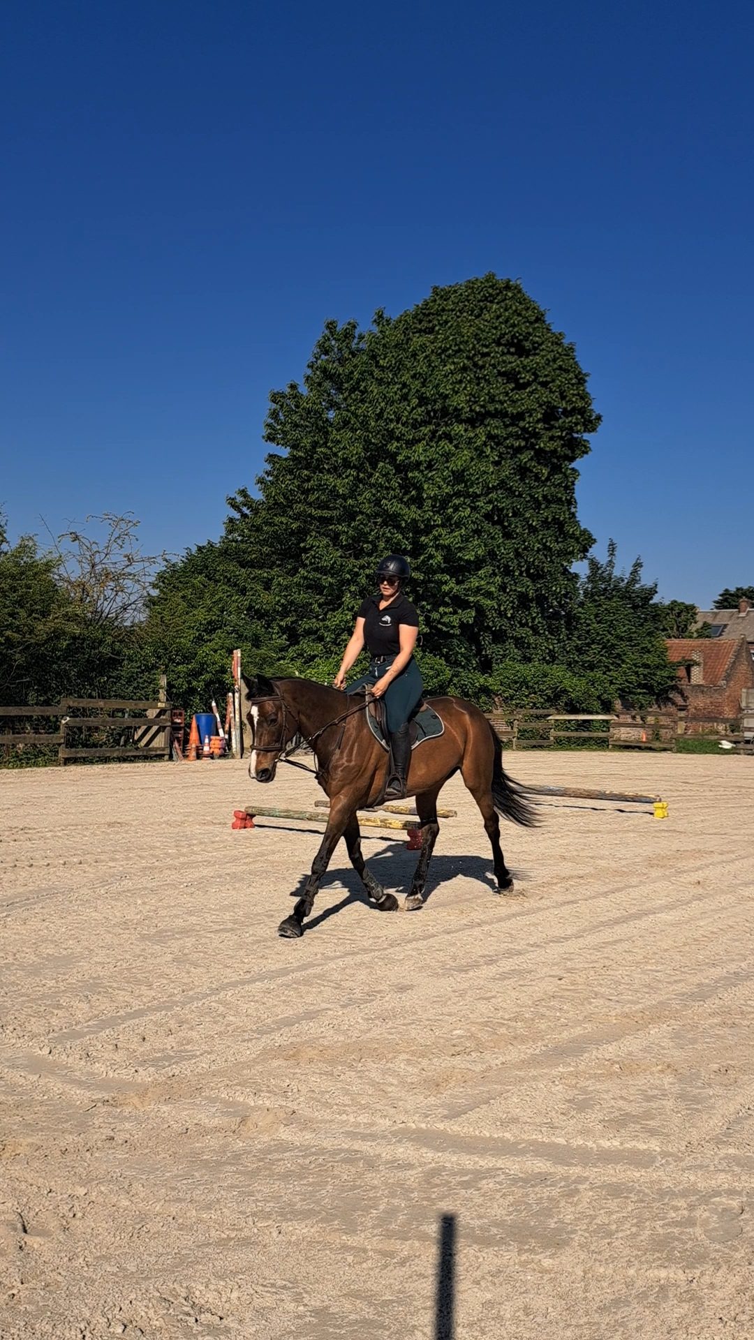 Travail monté à l’obstacle, progression du jeune cheval