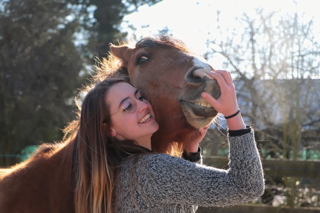 Saut d’obstacle à l’entraînement avec un cheval bai