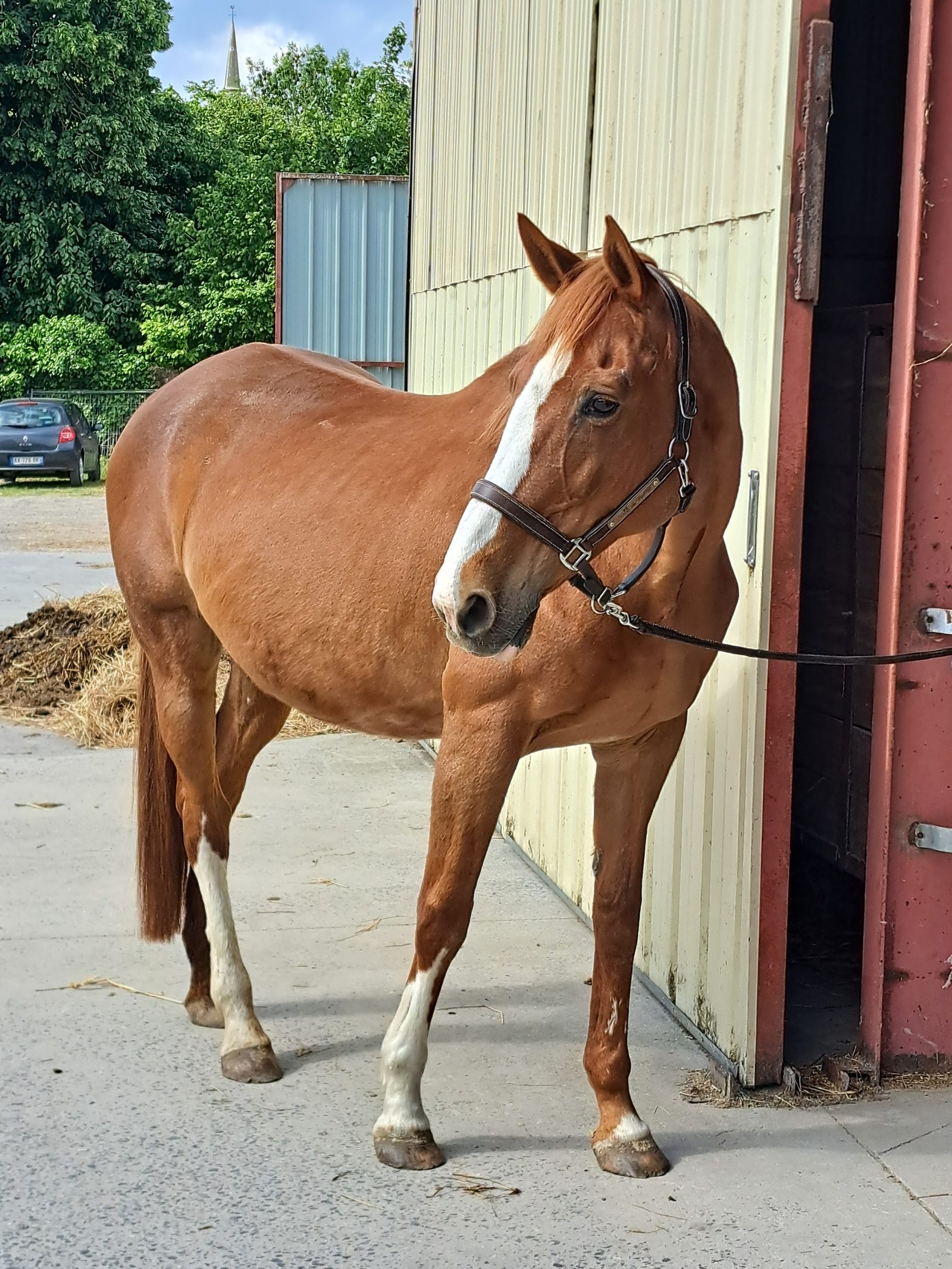 Préparation au van et travail d’embarquement du cheval