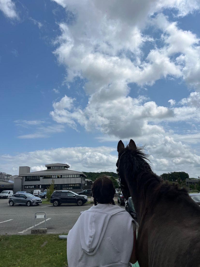 Séance de travail monté en dressage sur cheval gris